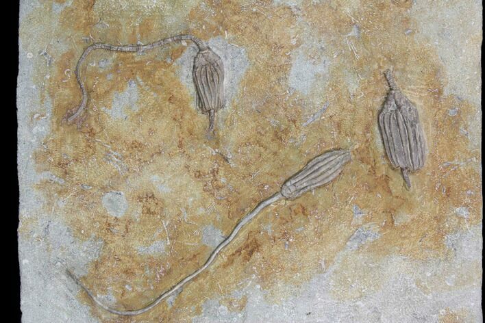 Five Crinoid Fossils (Three Species) - Crawfordsville, Indiana #92528